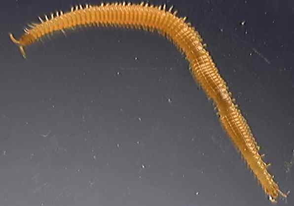Haplophilus subterraneus